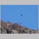 25. condors vliegen boven de bergtoppen.JPG